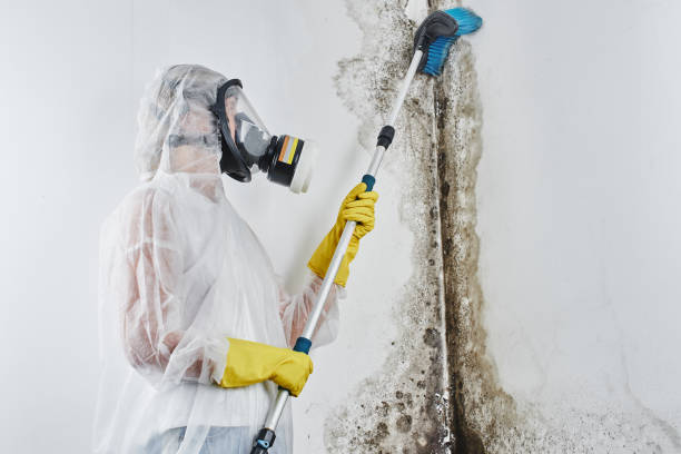 Best Mold Prevention Services  in Friedens, PA